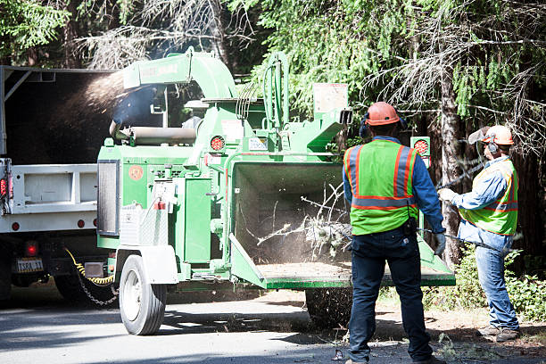 Best Tree Mulching  in Jackson, WY